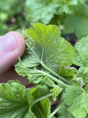 Ribes viscosissimum
