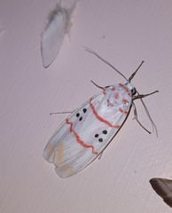 Cyana bellissima
