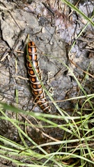 Phengodes laticollis
