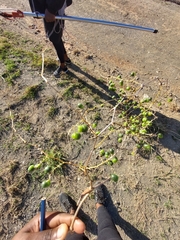 Asparagus buchananii