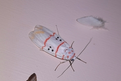 Cyana bellissima