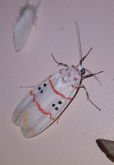 Cyana bellissima