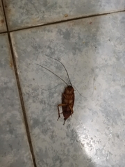 Periplaneta americana