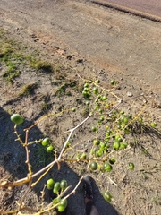 Asparagus buchananii