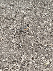 Turdus migratorius migratorius