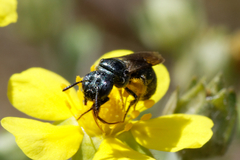 Ceratina cyanea