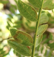 Phytoliriomyza jacarandae