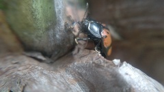 Ogdoecosta biannularis