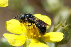 Ceratina cyanea