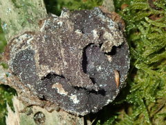 Nectriopsis violacea