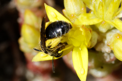 Andrena