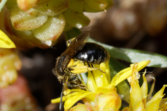 Andrena