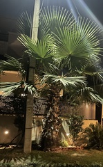 Washingtonia robusta