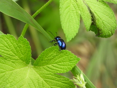 Chrysochus chinensis