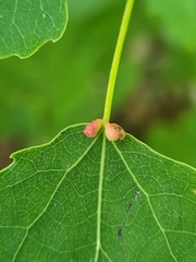Eriophyes diversipunctatus