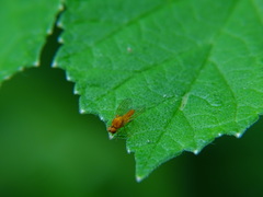 Agathomyia wankowiczii