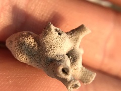 Schizoporella pungens