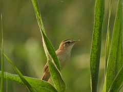 Acrocephalus bistrigiceps