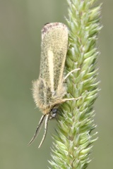 Brachodes appendiculata