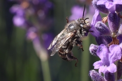 Anthophora quadrimaculata
