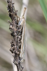 Xanthocrambus lucellus