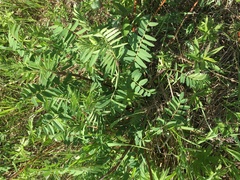 Astragalus canadensis