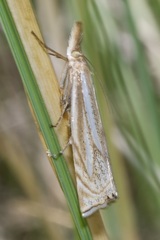 Xanthocrambus lucellus