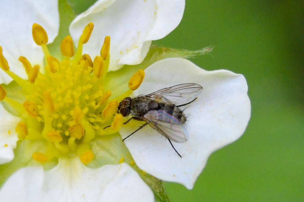 Siphona rossica