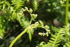 Pteridium pinetorum