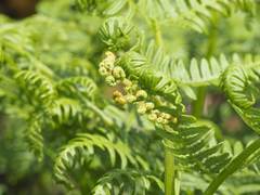 Pteridium pinetorum