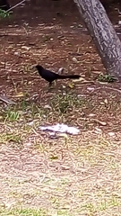 Quiscalus mexicanus