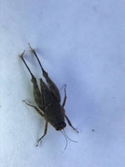 Loxilobus celebensis