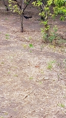 Quiscalus mexicanus