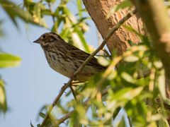 Emberiza pusilla