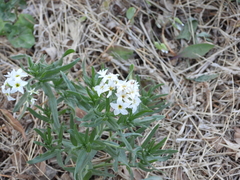 Tournefortia sibirica
