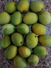 Mangifera indica