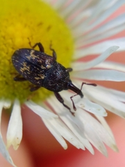 Glyptobaris lecontei