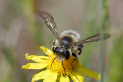Megachile