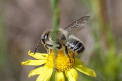 Megachile
