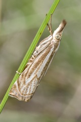 Xanthocrambus lucellus