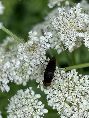 Chrysogaster solstitialis