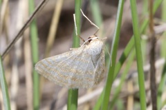 Idaea sericeata
