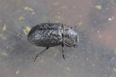 Melanimon tibiale