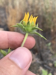 Helianthus exilis