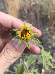 Helianthus exilis