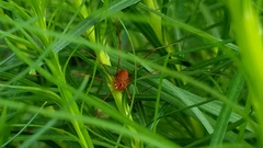Leiobunum flavum