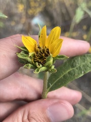 Helianthus exilis