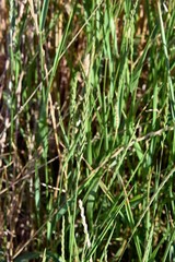 Elymus repens