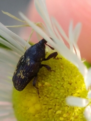 Glyptobaris lecontei