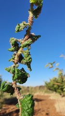 Dysaphis plantaginea